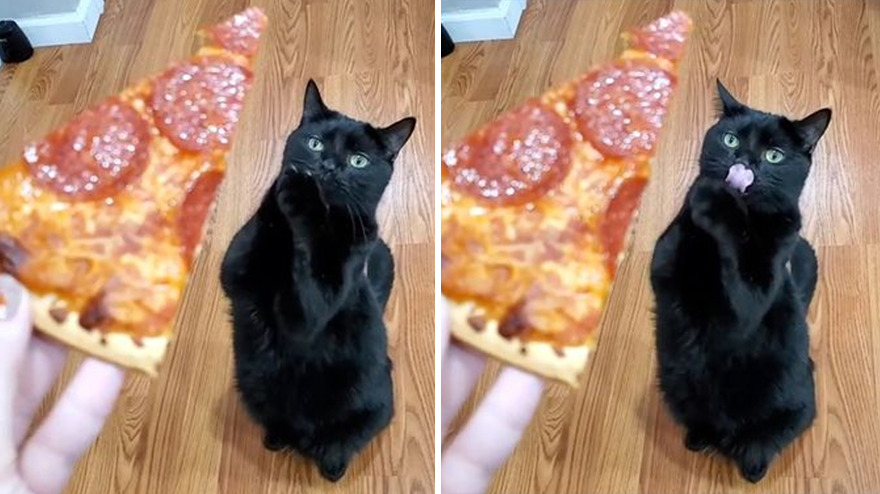 Este gato se hizo viral porque aprendió a pedir de una forma que derrite el corazón de la gente