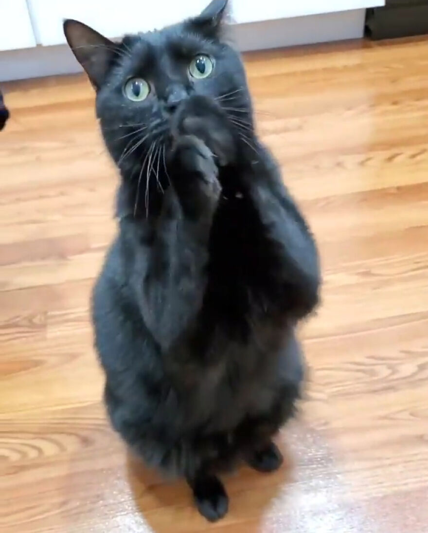 Este gato se hizo viral porque aprendió a pedir de una forma que derrite el corazón de la gente