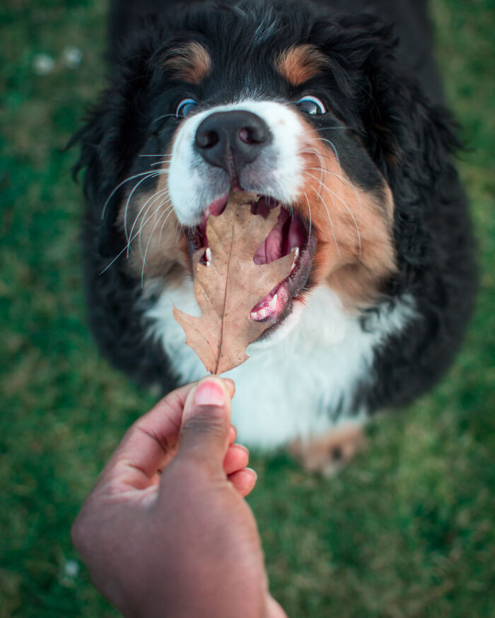 I’ve Spent 5 Years Capturing Perfectly Timed Action Shots Of Animals In Nature (35 Pics)