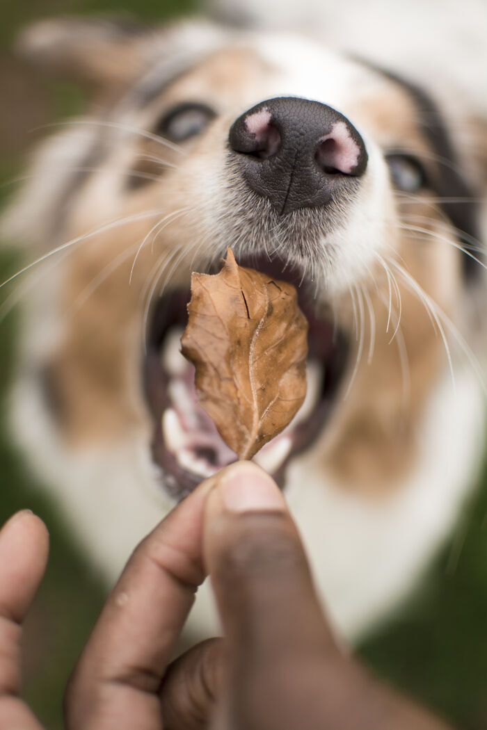 I’ve Spent 5 Years Capturing Perfectly Timed Action Shots Of Animals In Nature (35 Pics)