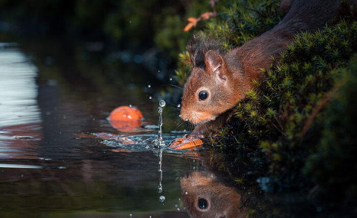 I’ve Spent 5 Years Capturing Perfectly Timed Action Shots Of Animals In Nature (35 Pics)