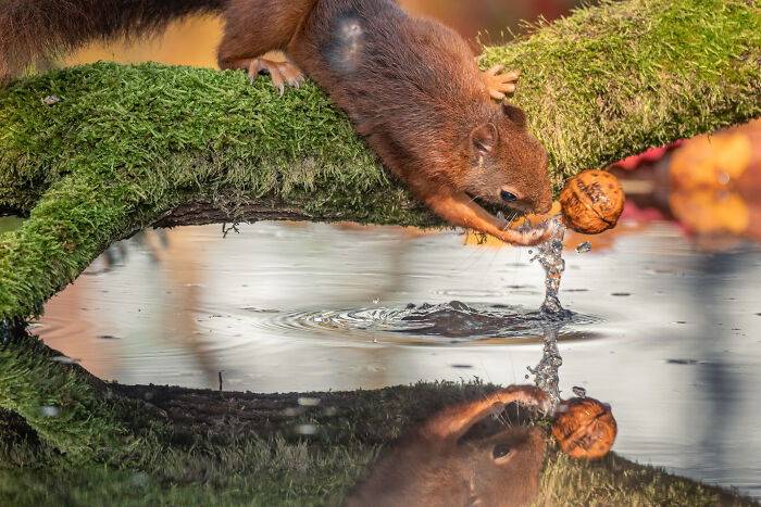 I’ve Spent 5 Years Capturing Perfectly Timed Action Shots Of Animals In Nature (35 Pics)