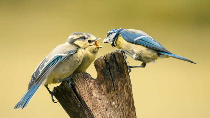 I’ve Spent 5 Years Capturing Perfectly Timed Action Shots Of Animals In Nature (35 Pics)