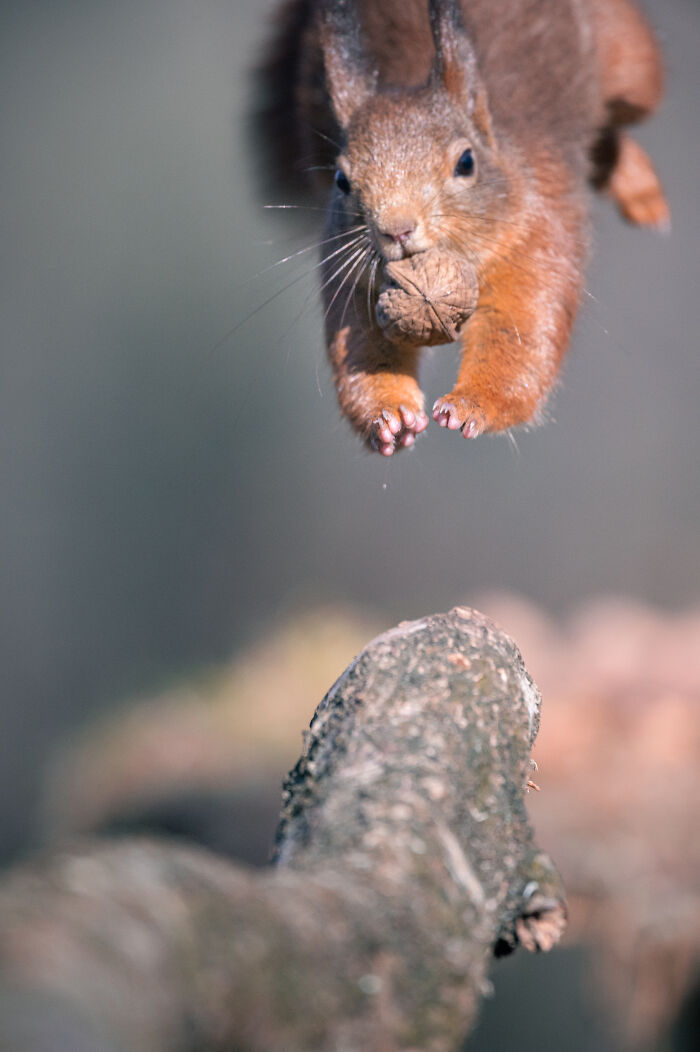 I’ve Spent 5 Years Capturing Perfectly Timed Action Shots Of Animals In Nature (35 Pics)