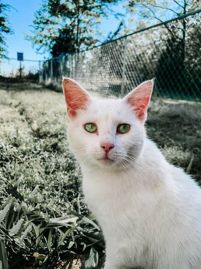 Esta mujer embarazada encontró una gata también preñada y la acogió, y al final dieron a luz al mismo tiempo
