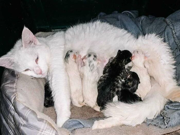 Esta mujer embarazada encontró una gata también preñada y la acogió, y al final dieron a luz al mismo tiempo