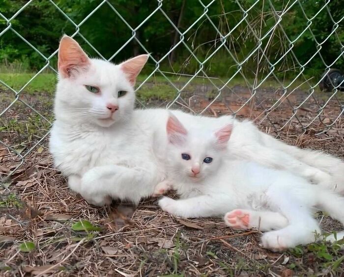 Esta mujer embarazada encontró una gata también preñada y la acogió, y al final dieron a luz al mismo tiempo