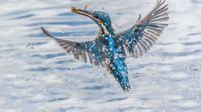 I’ve Spent 5 Years Capturing Perfectly Timed Action Shots Of Animals In Nature (35 Pics)