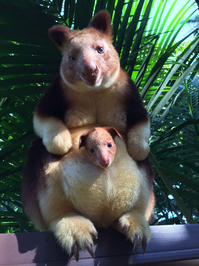 Un canguro arborícola bebé