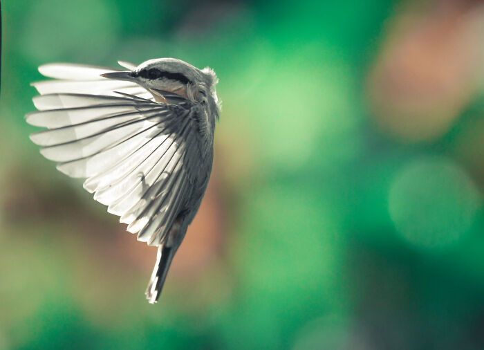 I’ve Spent 5 Years Capturing Perfectly Timed Action Shots Of Animals In Nature (35 Pics)