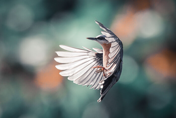 I’ve Spent 5 Years Capturing Perfectly Timed Action Shots Of Animals In Nature (35 Pics)
