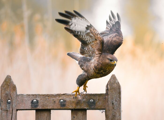 I’ve Spent 5 Years Capturing Perfectly Timed Action Shots Of Animals In Nature (35 Pics)