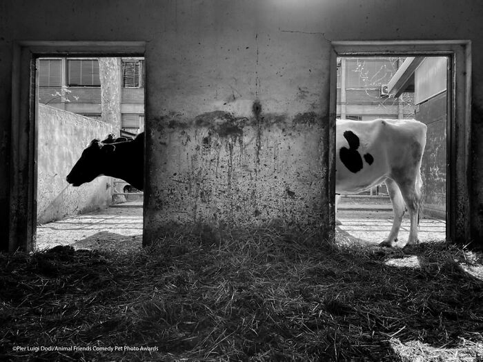 Vaca larga, por Pier Luigi Dodi