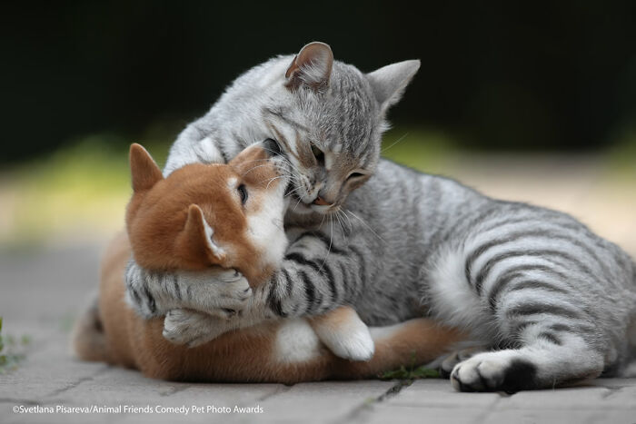 Abrazo de amor por Svetlana Pisareva
