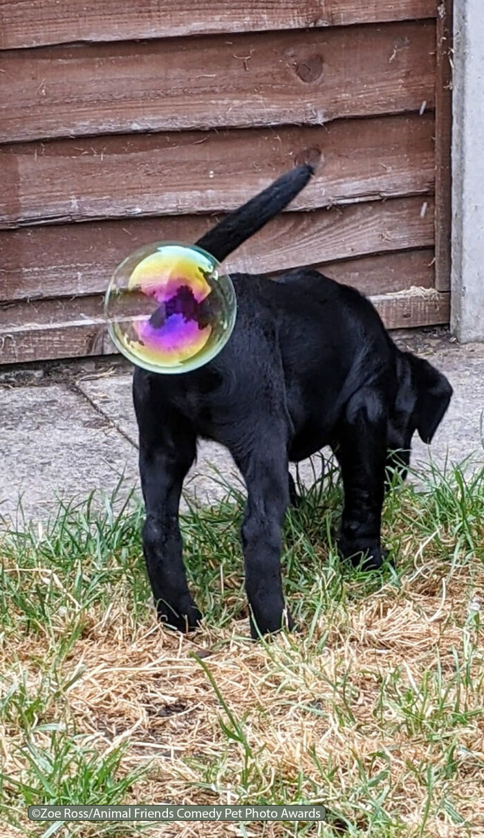 Whizz Pop por Zoe Ross