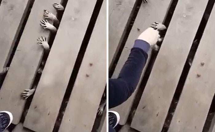 Manos de mapache saliendo por el malecón