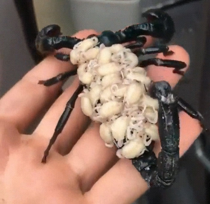 Escorpión llevando sus bebés a la espalda