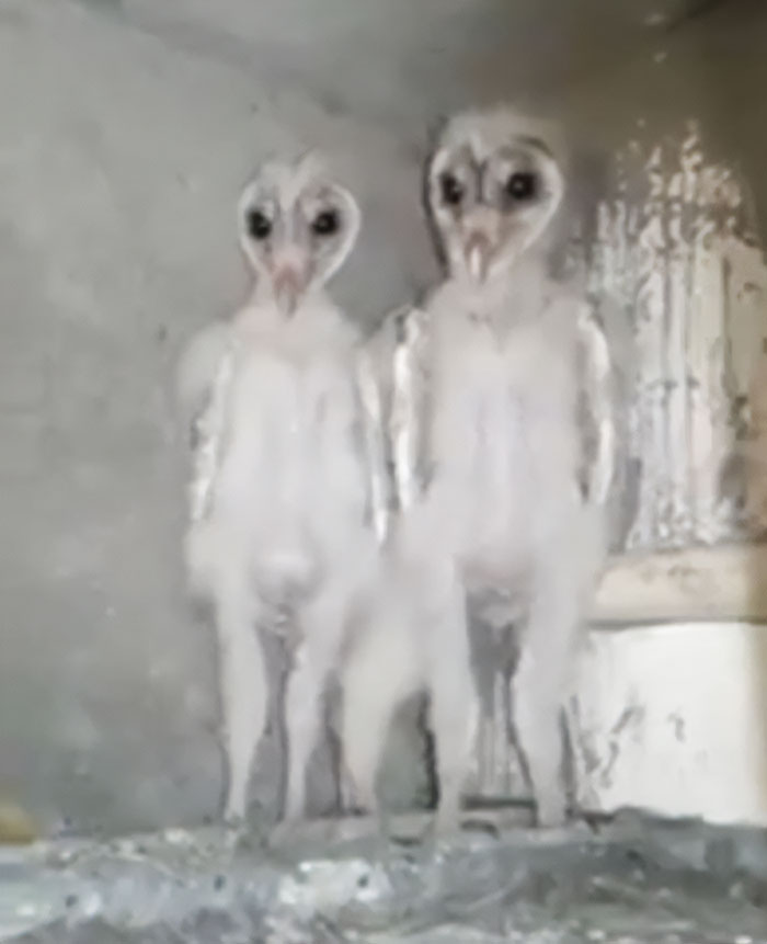 Lechuzas bebés