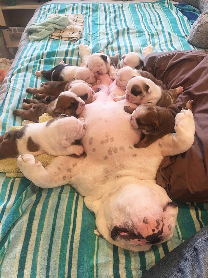 Bufé de bulldog
