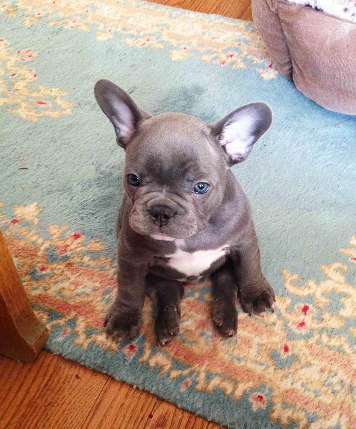 Mi abuela tiene un nuevo cachorro de bulldog francés