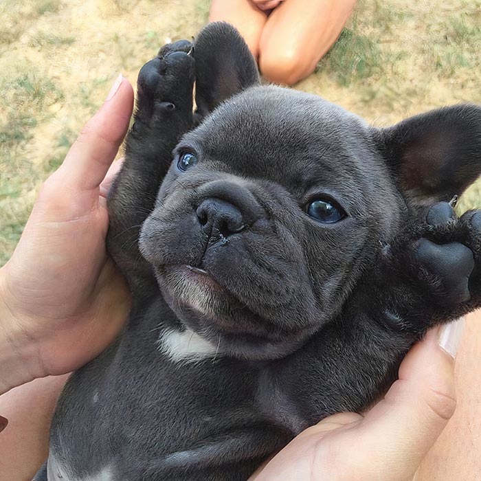 Cachorro de bulldog francés