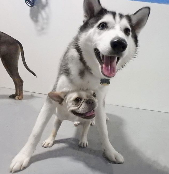Adopté un bulldog francés para que mi husky tuviera un compañero de juego