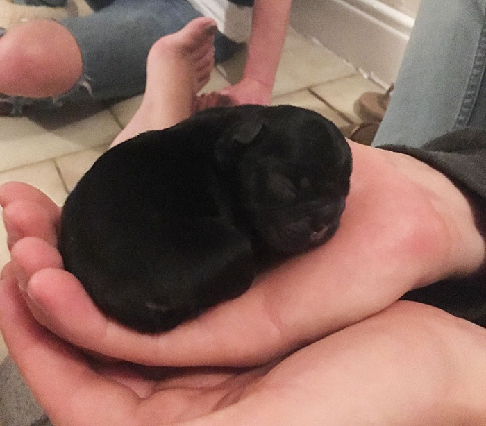 Cachorro de bulldog francés con 5 minutos de edad