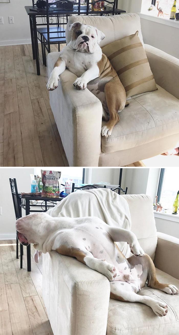 Os presento a Walter, un bulldog inglés al que le gusta sentarse como un humano en su silla favorita
