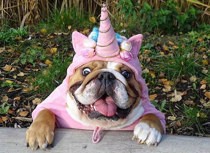 Lindo bulldog con disfraz de unicornio