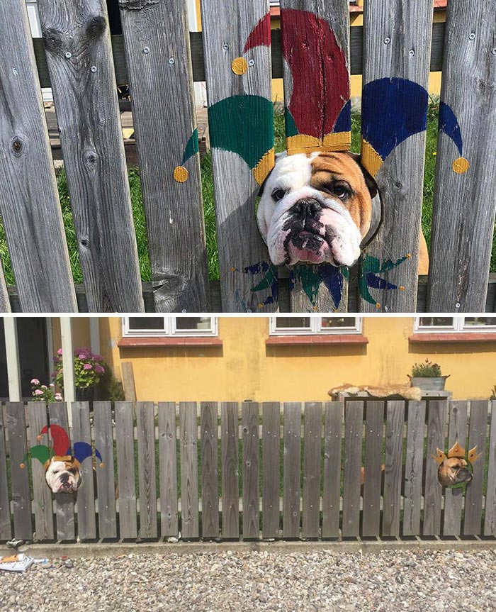 A este bulldog le encanta ver la calle a través de un agujero, así que sus dueños pintan 'disfraces' en la valla