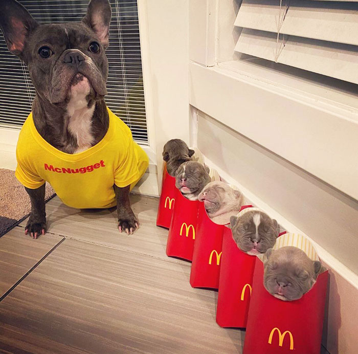 Este bulldog francés y sus patatas fritas