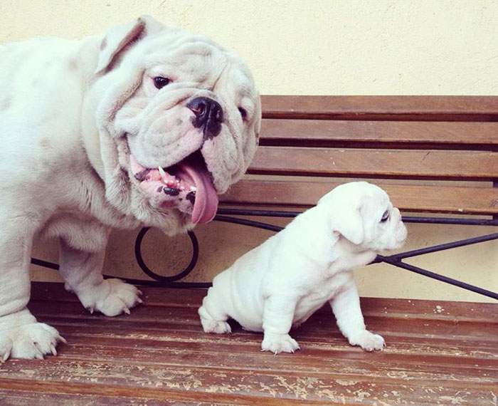 Pues parece que mi bulldog está muy orgulloso de su hijo