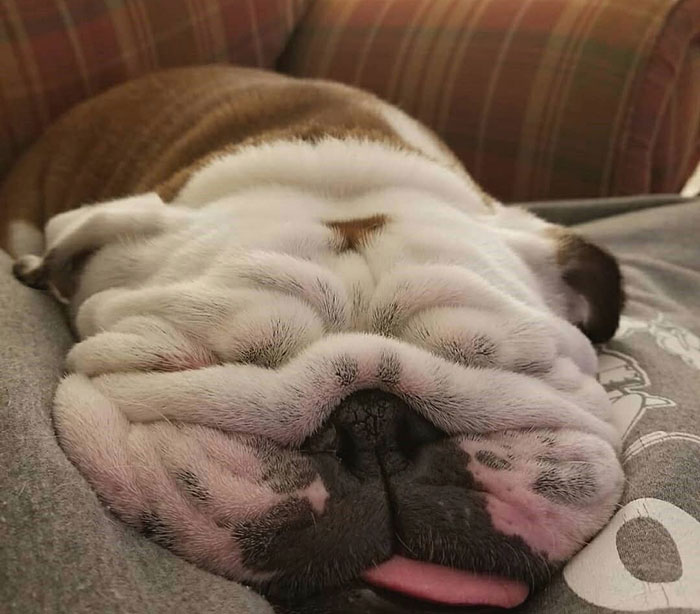 Mantenga su bulldog a temperatura ambiente