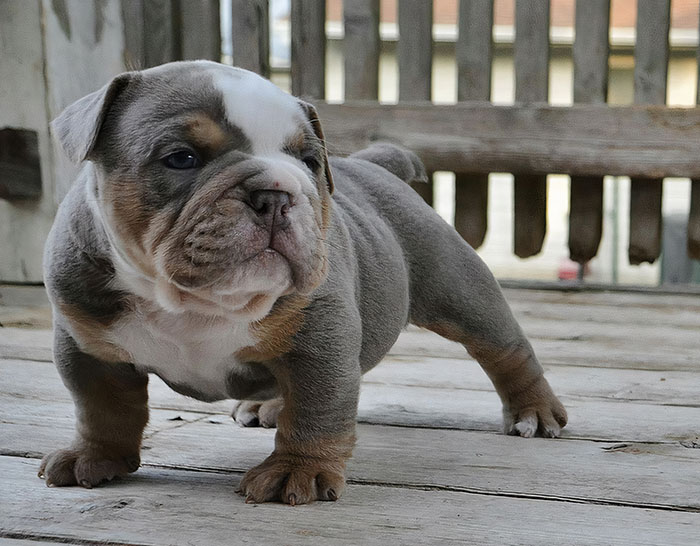 Mi viejo cachorro de bulldog inglés Hœnir