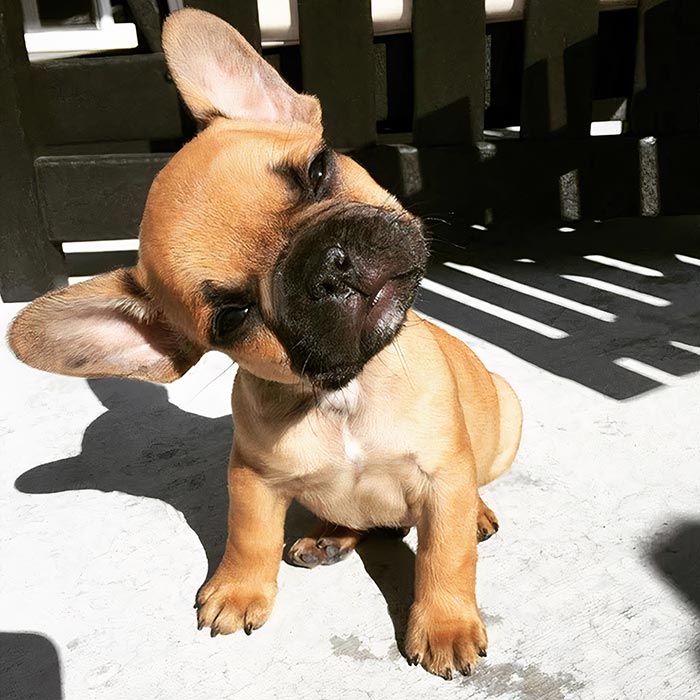 Adorable bulldog francés
