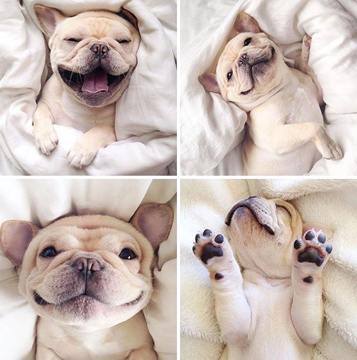Este es Milo, un bulldog narcoléptico que es demasiado precioso para este mundo
