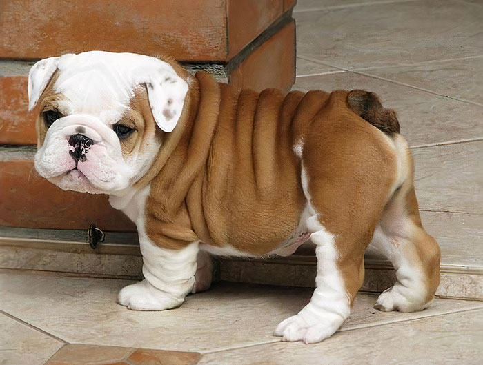 Los bulldogs franceses parecen recibir todo el amor, pero los británicos también pueden ser lindos