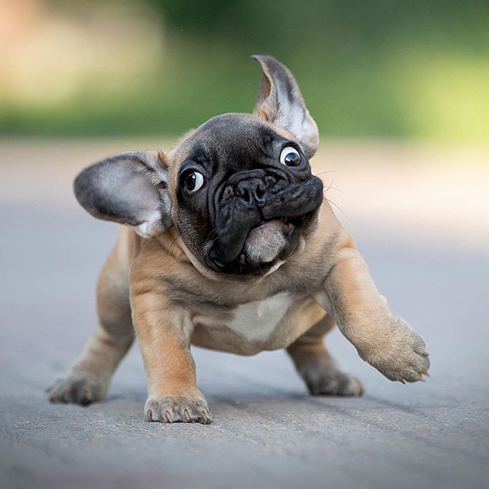 Este bulldog francés