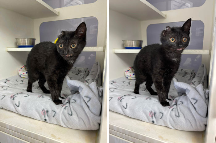 Esta es Vana Gogh, una gatita de 3 meses que en estos momentos está en el refugio para animales donde trabajo y está en busca de un hogar. Debido a unas heridas su dientecitos se ven todo el tiempo y solo tiene una oreja