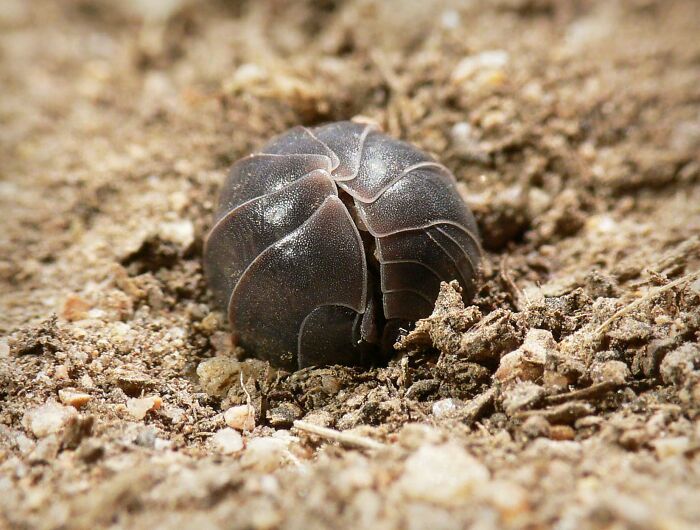 Un nuevo estudio demuestra que las "cochinillas" eliminan los metales pesados del suelo y protegen las aguas subterráneas. ¡Gracias a estos pequeños ayudantes!
