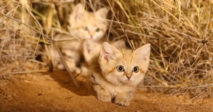 Los Gatos De Arena Son Especialistas En Sobrevivir En El Desierto.