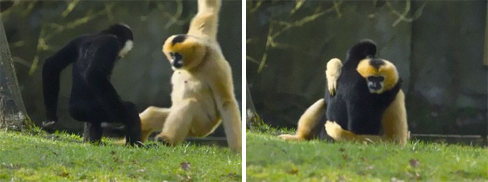 Los gibones son uno de los únicos primates no humanos que practican la monogamia
