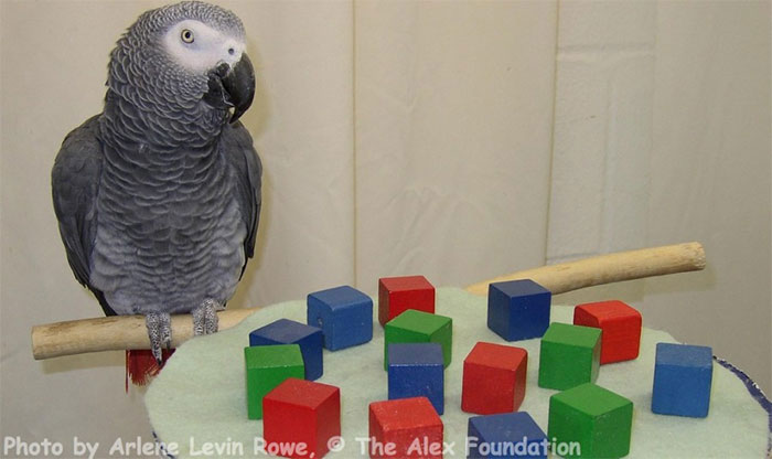 Alex, el loro gris africano, es el único animal que ha hecho una pregunta existencial. Preguntó de qué color era