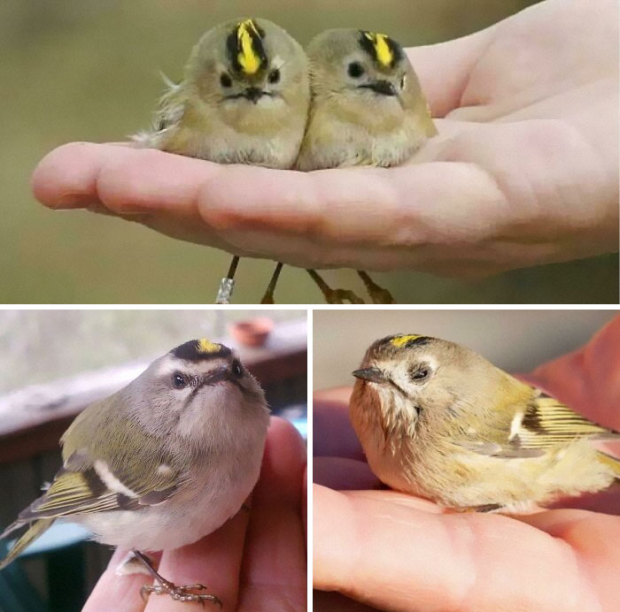 Estos tipos son reyezuelos, los pájaros más pequeños de Europa