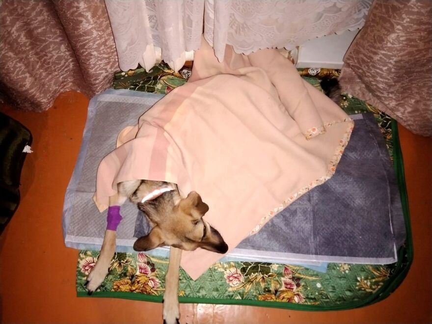 Unos vecinos vieron a este perro atorado en el borde de un balcón, y resultó que intentaba escapar de su dueño abusivo