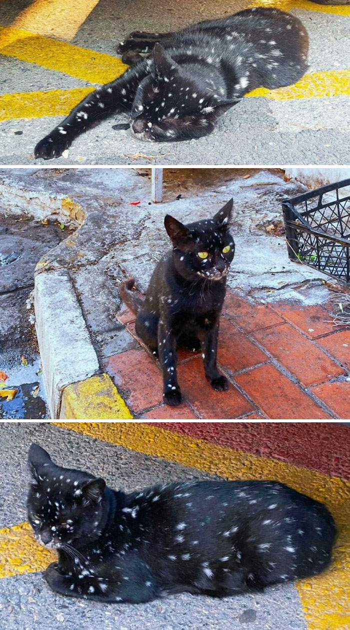 Miren el pelaje de este gato
