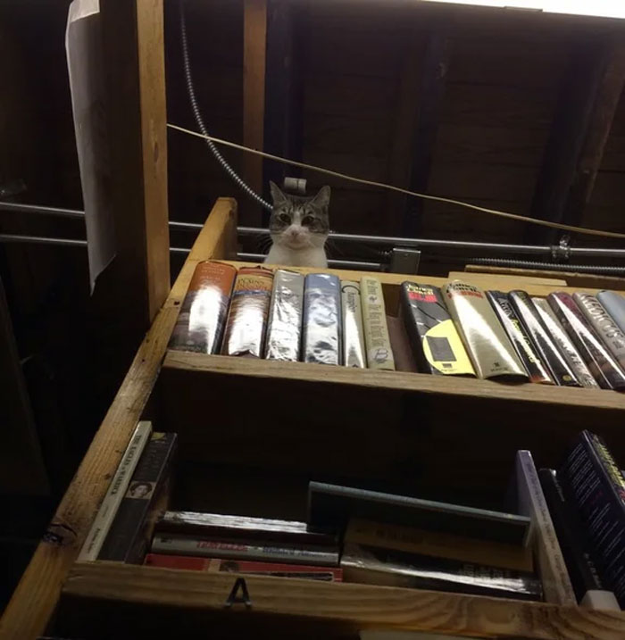 Estaba Hojeando Libros En Esta Pequeña Y Tranquila Librería Cuando Oí Algo Por Encima De Mi Cabeza