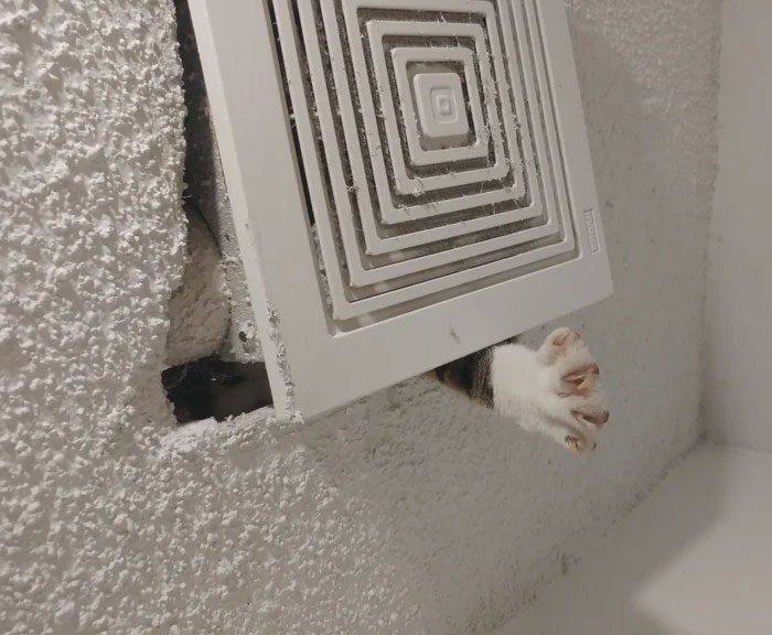 Cómo me di cuenta de que mi gato estaba atorado en el ático
