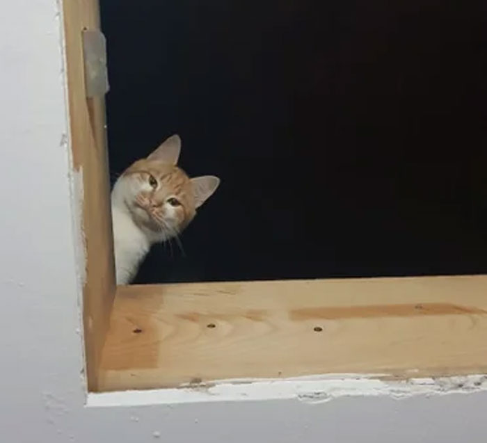 Este es Orange, el gato de mi novia. Lo llevamos al ático para que cazara ratones y, ahora, no quiere bajar