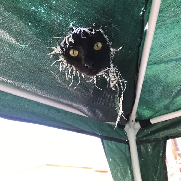 Kora canalizó a su gata del techo interior